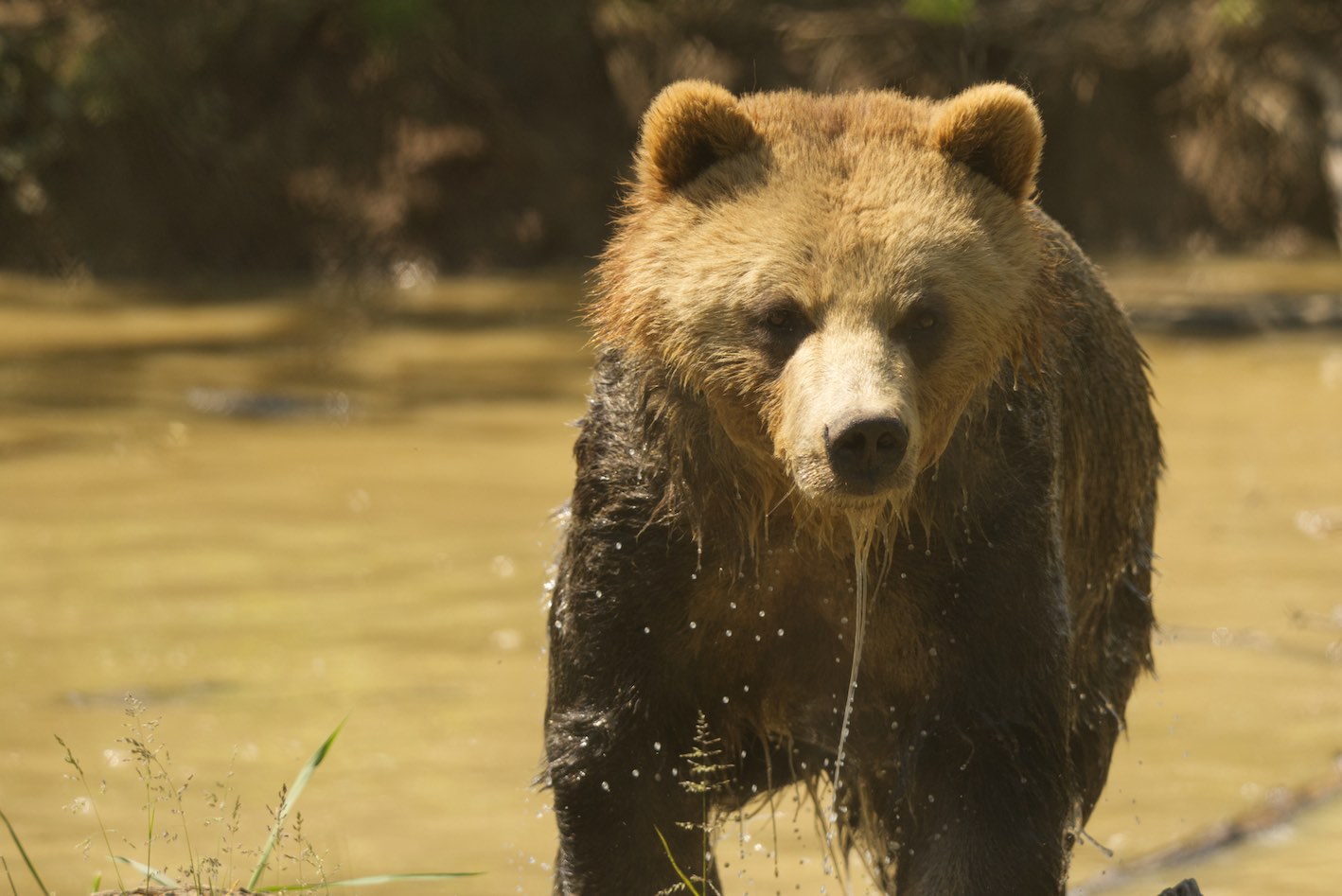Bear 3 0615